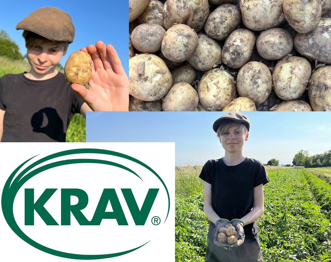 Ekologiska Svenska potatis