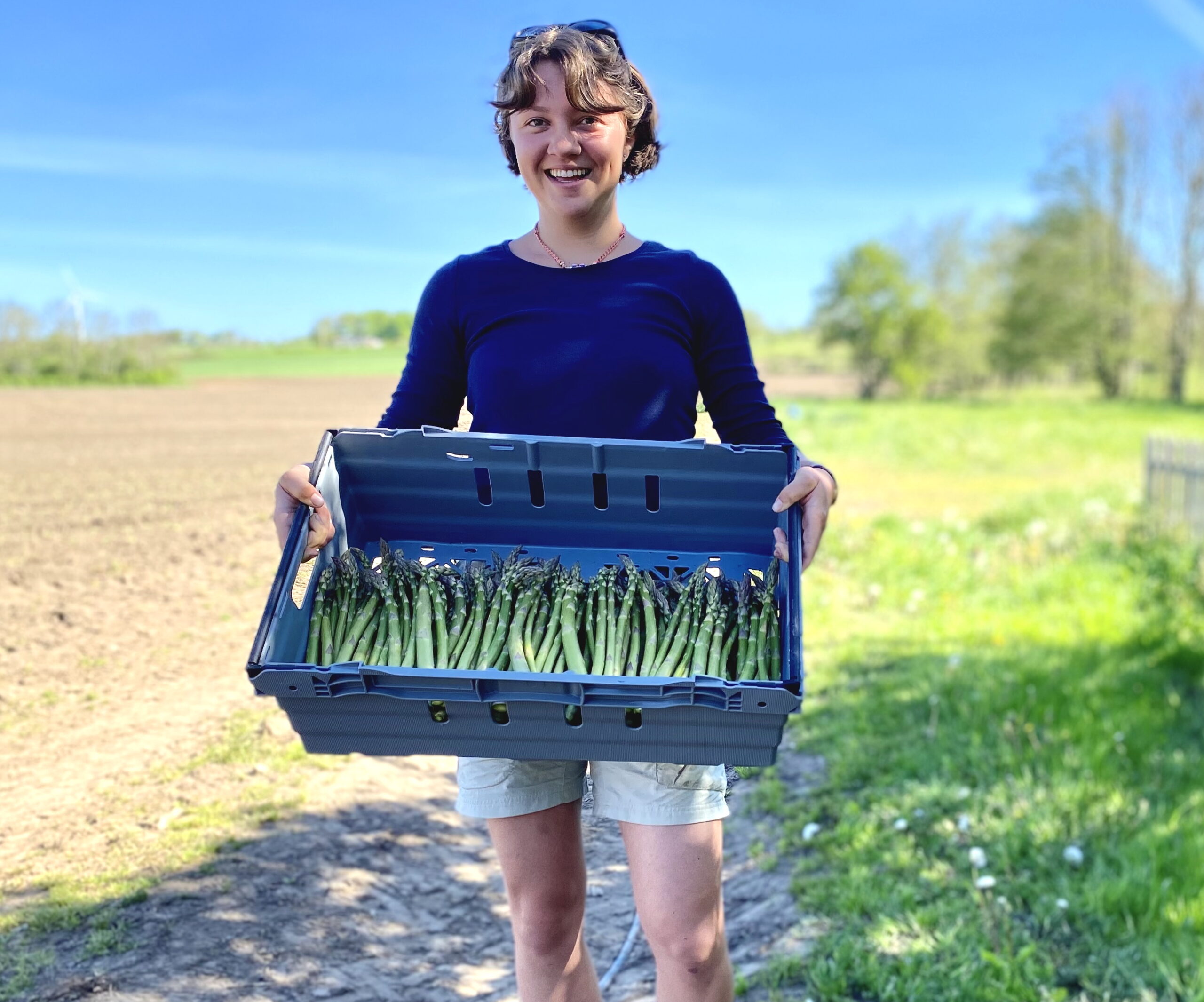 Skörd av grön sparris på  Vita Vråken,, Bjärehalvön – låda med färsk ekologisk sparris