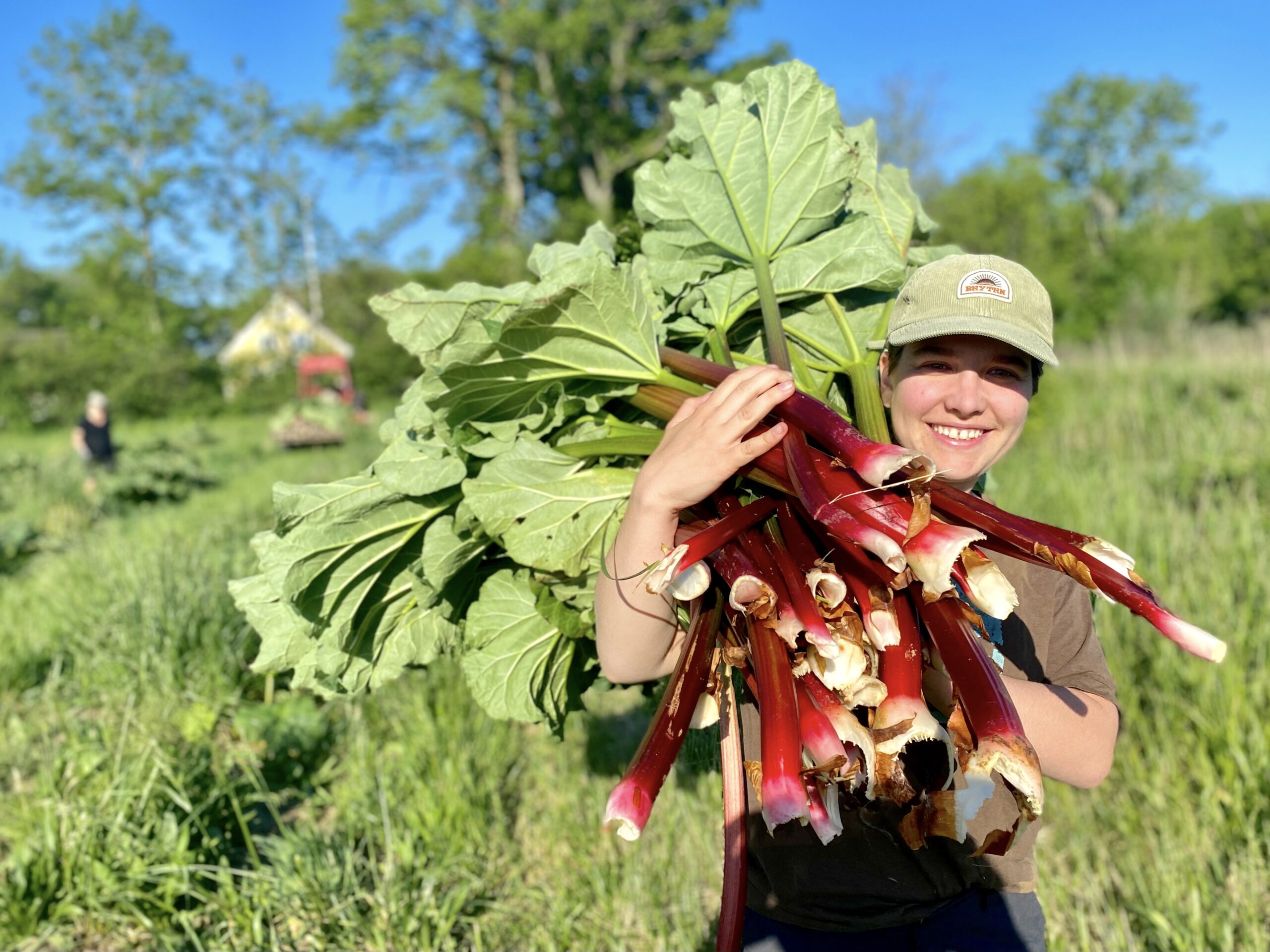 Ekologiska Svenska Rabarber