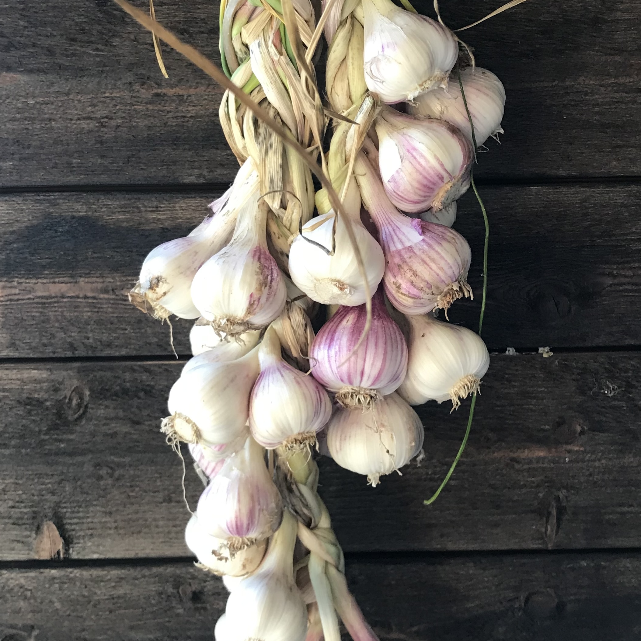 Ekologisk svensk Vitlök