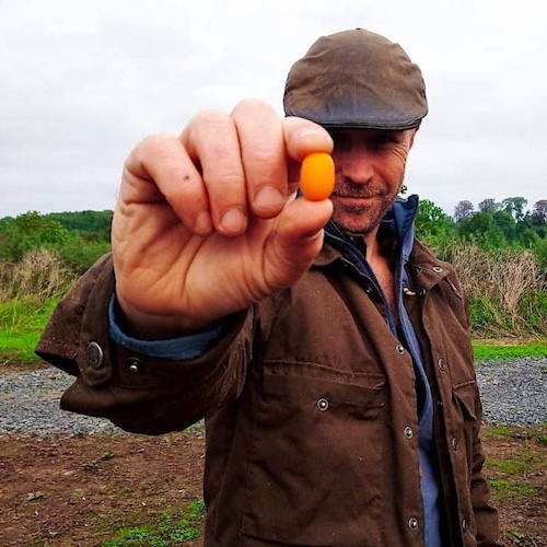 Bonden Staffan Håller upp ett havtornsbär- Vita Vråken, Bjärehalvön.