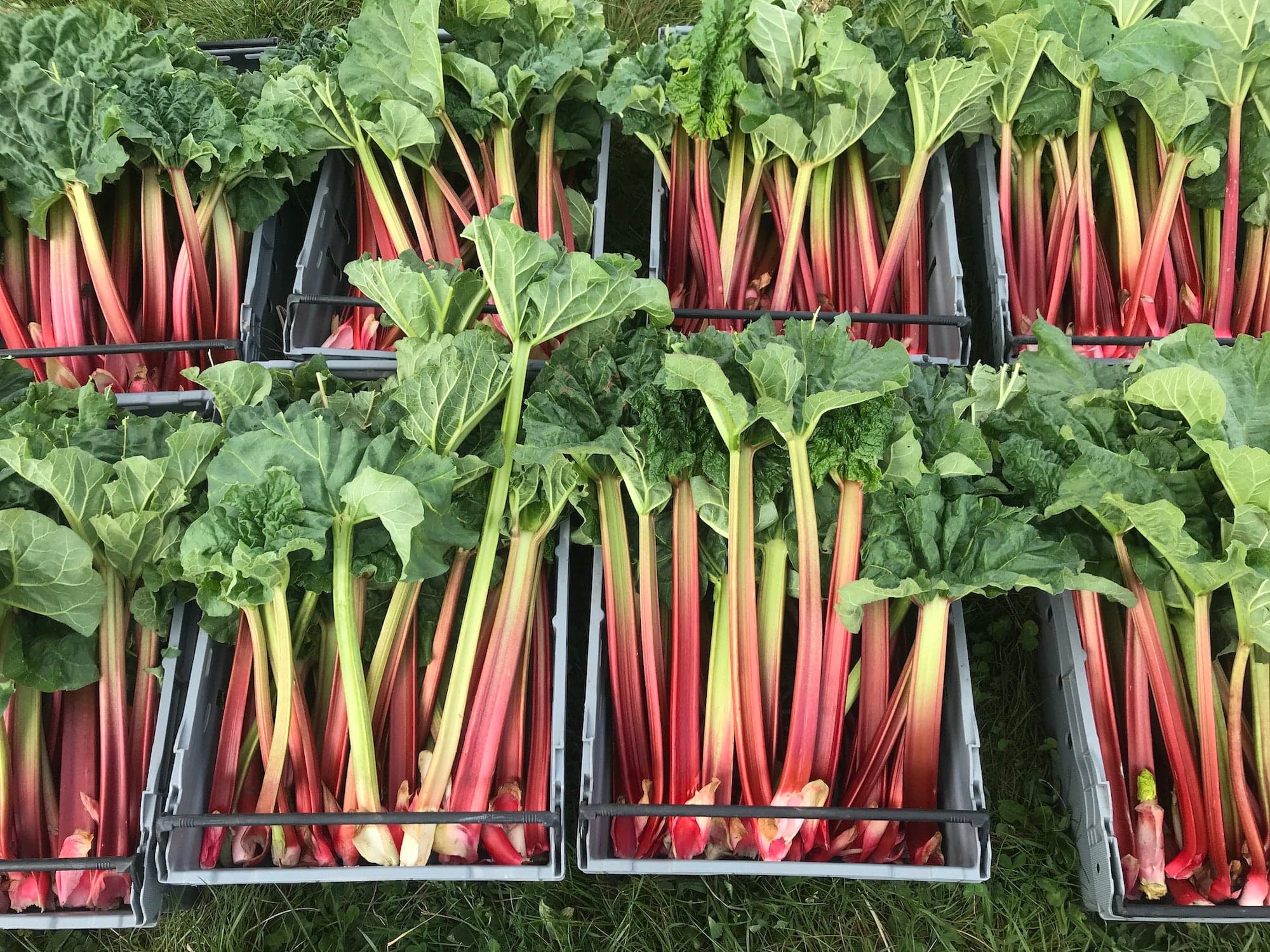 Svenska ekologiska rabarber direkt från bonden.